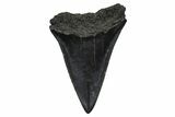 Fossil Broad-Toothed Mako Tooth - South Carolina #374796-1